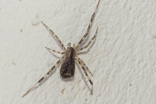 Episinus maculipes